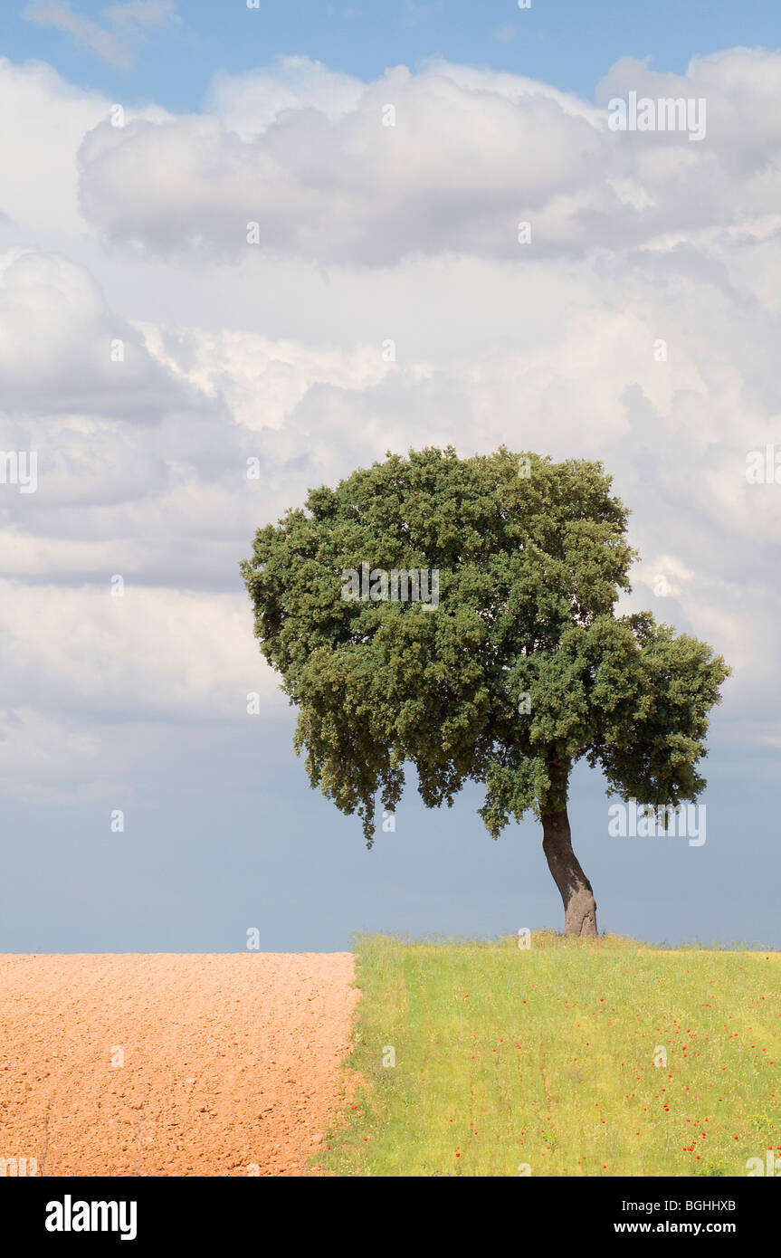 Holm oak. Toledo province. Castile La Mancha. Spain. Stock Photo