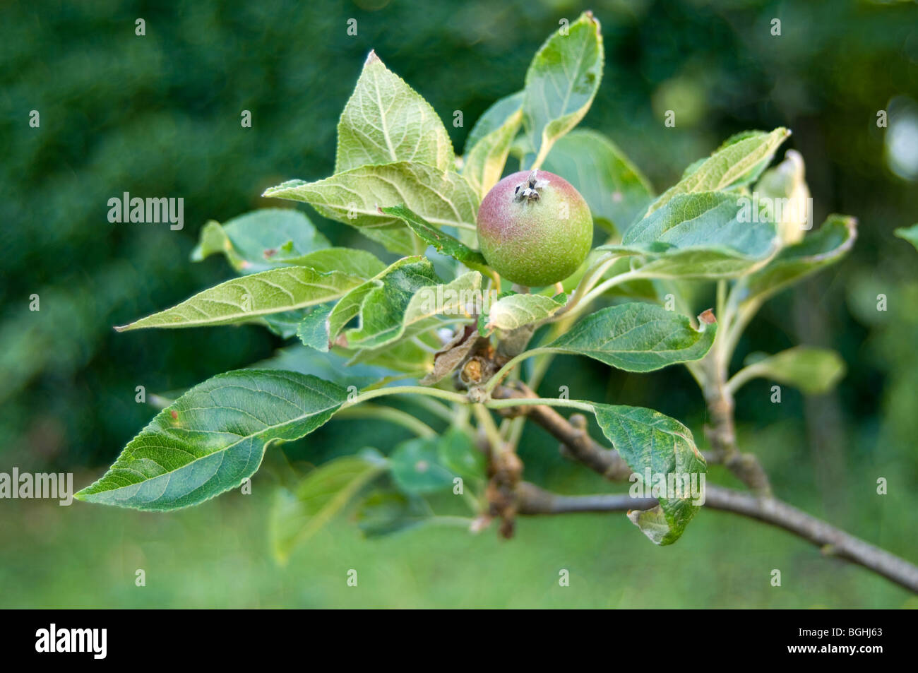 Close up of an apple growing a branch of an apple tree Stock Photo