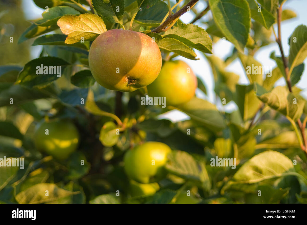Close up of apples growing on an apple tree in the sunshine Stock Photo