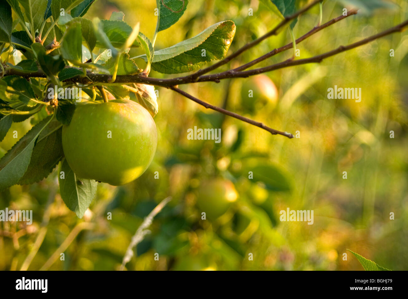 Close up of apple growing on an apple tree in the sunshine Stock Photo