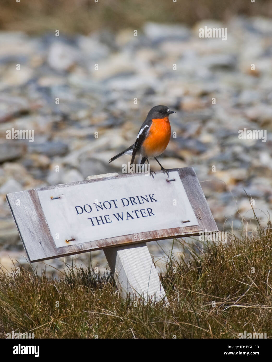 Flame Robin ( Petroica Phenicea) sitting on Do Not Drink The Water sign in Australia Stock Photo