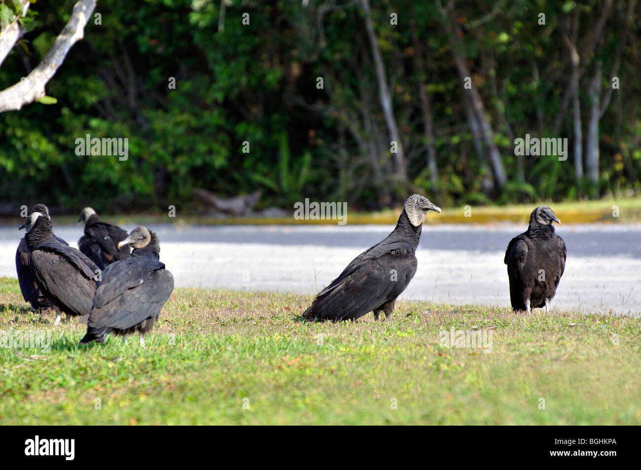 Black vultures at Everglades national park, Florida, USA Stock Photo