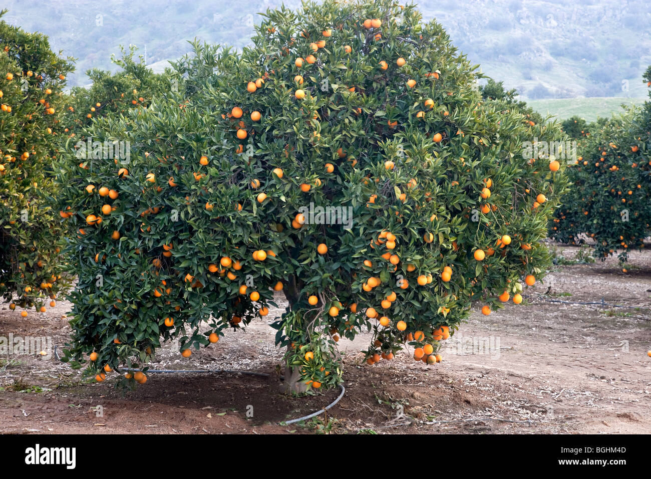 Orange tree 'Valencia' bearing fruit . Stock Photo