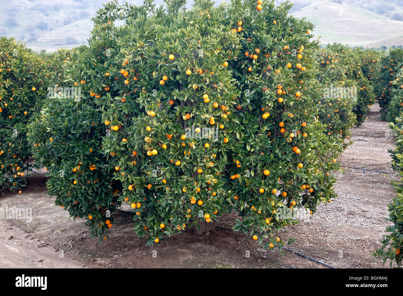 Orange 'Valencia' tree bearing fruit . Stock Photo