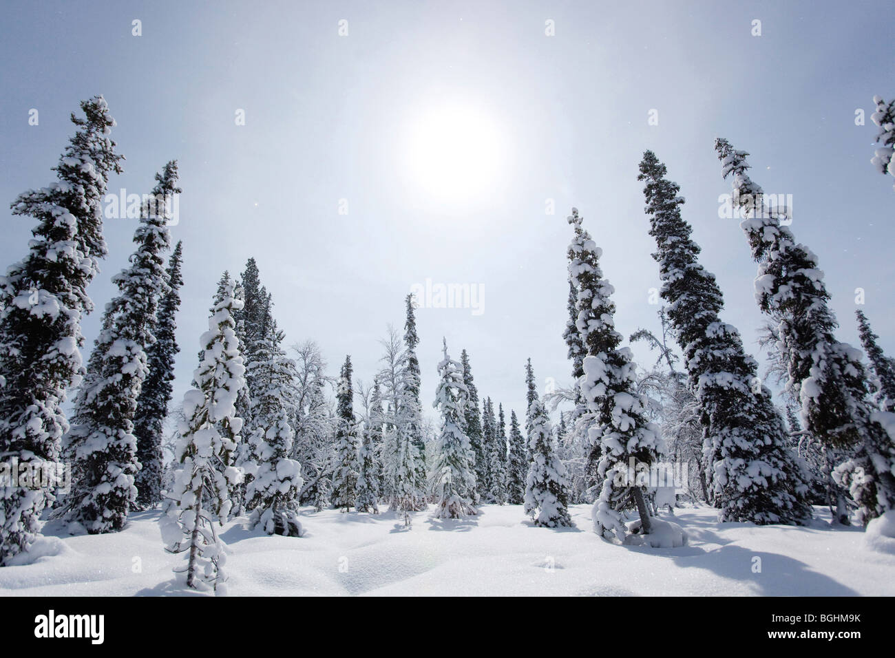Spruce in Urho Kekkonen National Park, Finland Stock Photo