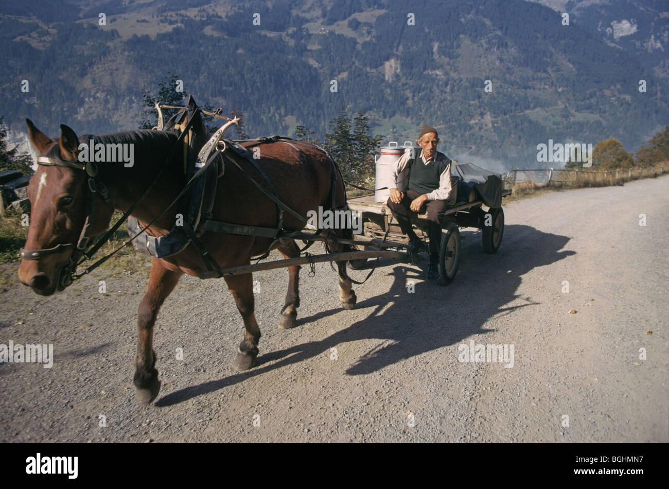 An elderly farmer on a horse cart hauls cans of milk from his farm to the village of Wengen, Switzerland Stock Photo