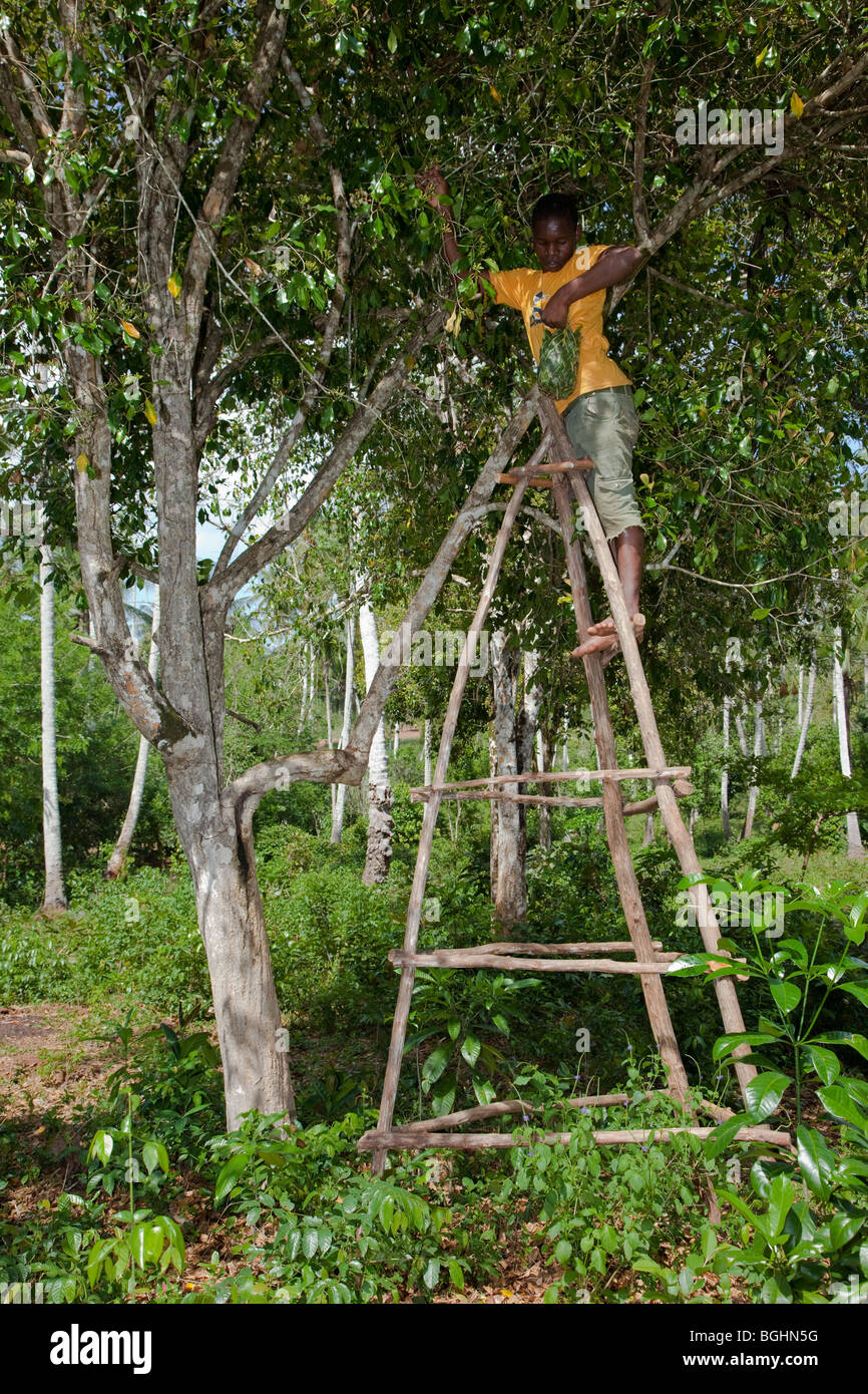 Zanzibar, Tanzania. Picking Cloves on a Clove Plantation Stock Photo