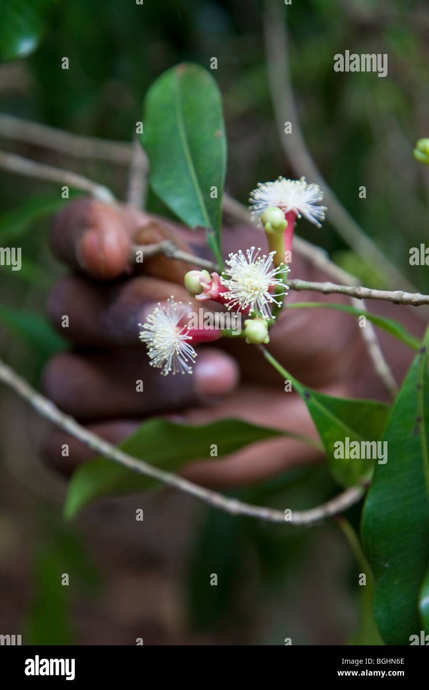 Zanzibar, Tanzania. Clove Blossoms. These buds have passed the time for picking. Stock Photo
