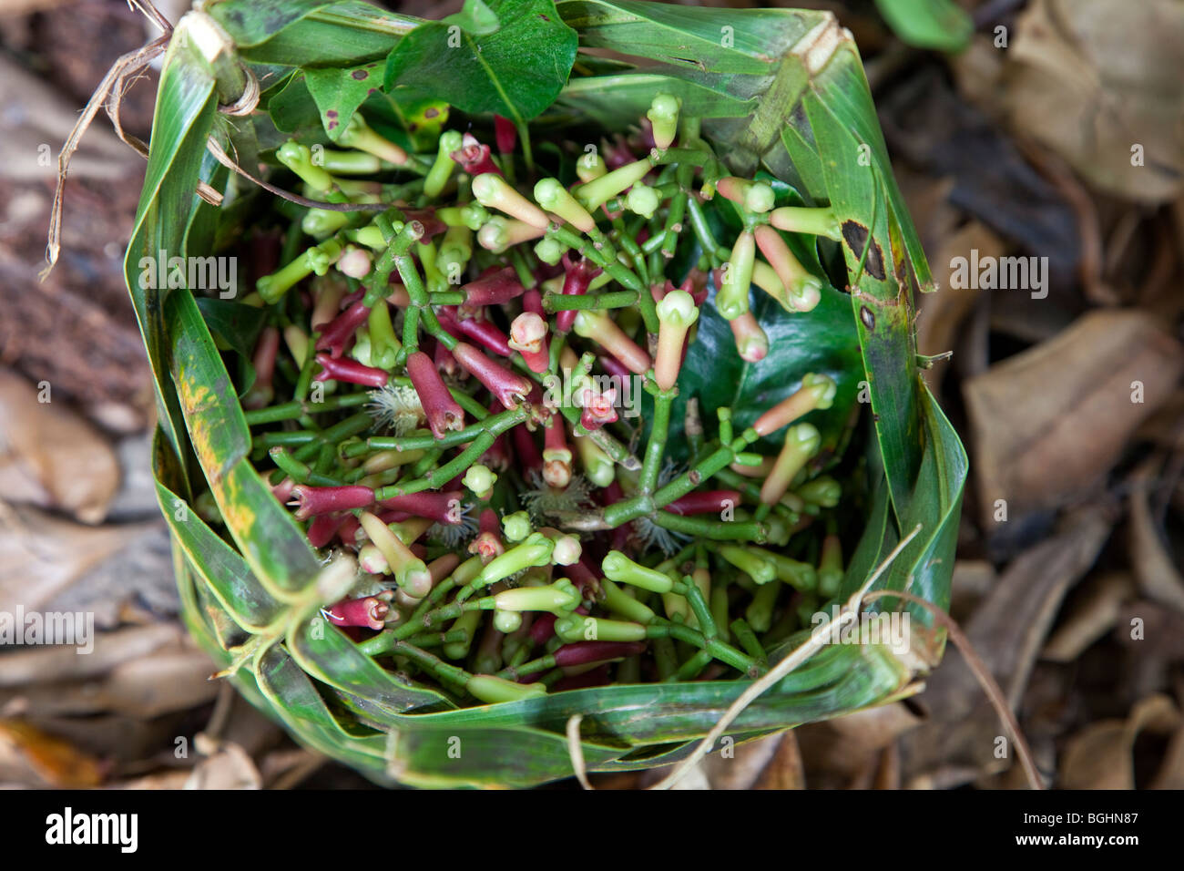 Zanzibar, Tanzania. Basket of Picked Cloves Stock Photo Alamy