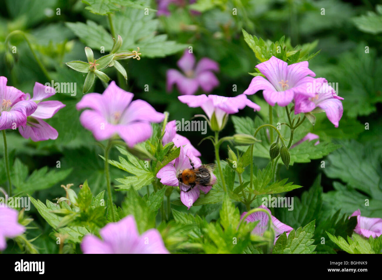 Geranium x oxonianum - Hardy Geranium 'Claridge Druce' with bee in a suburban English garden Stock Photo