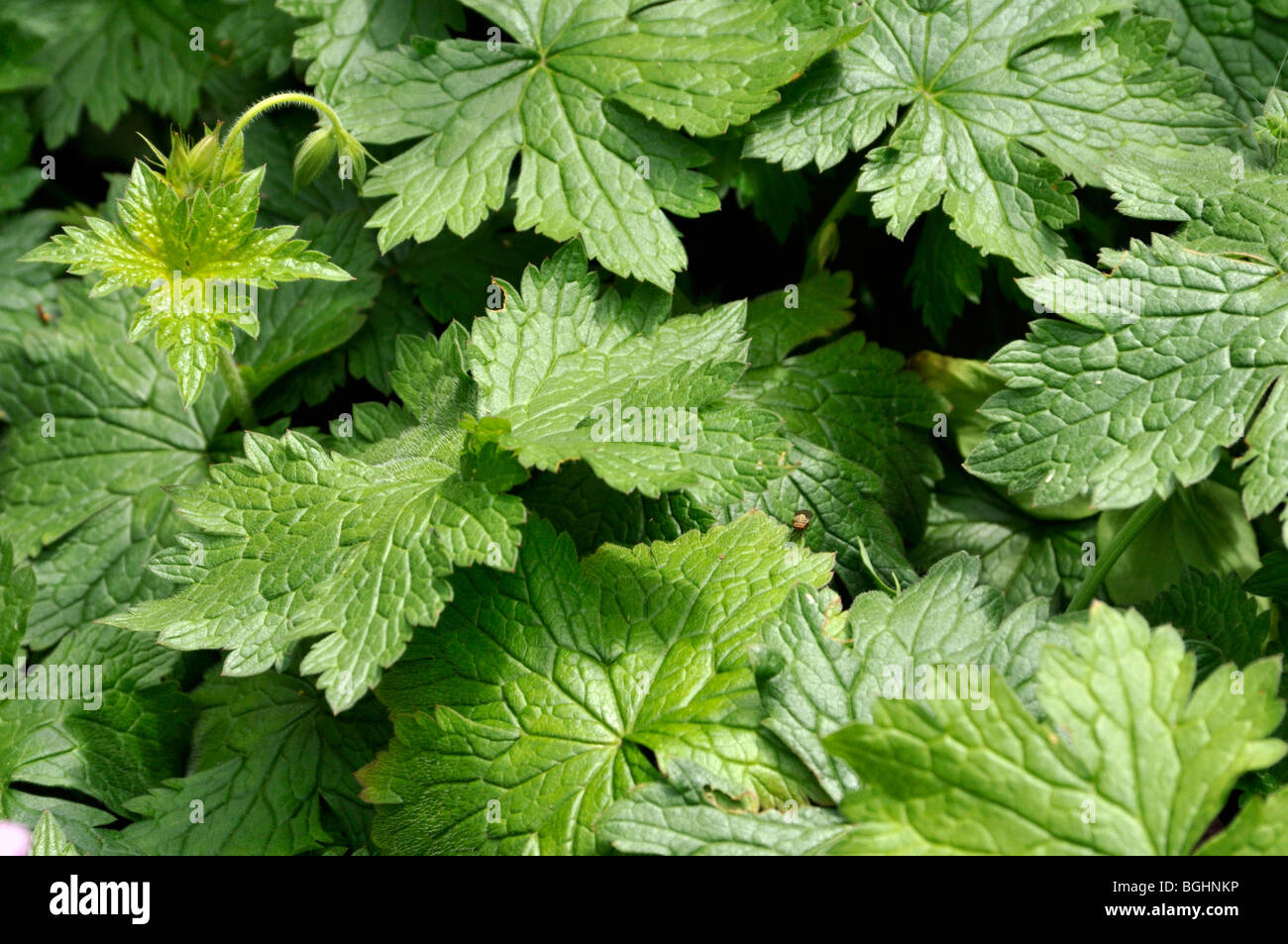Geranium x oxonianum - Hardy Geranium 'Claridge Druce' Stock Photo