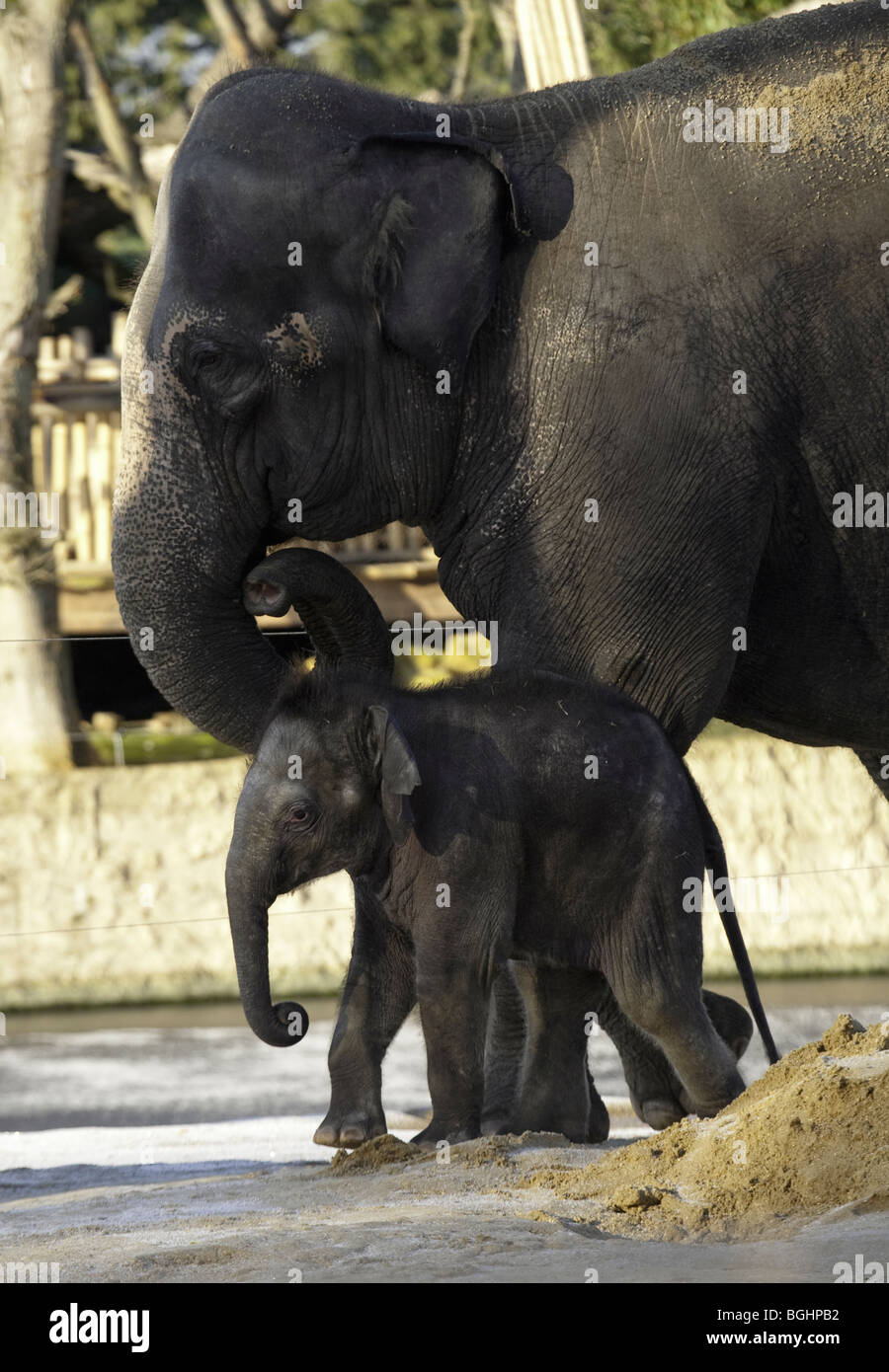 Indian elephant mother with calf photographed at Tywcross Zoo Stock Photo