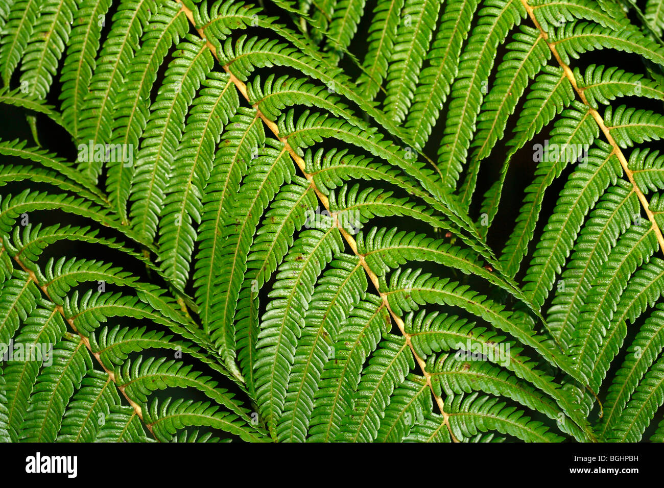 Leaves of a tree fern (Sphaeropteris cooperi) in Caldeira Velha Park. Sao Miguel island, Azores, Portugal. Stock Photo