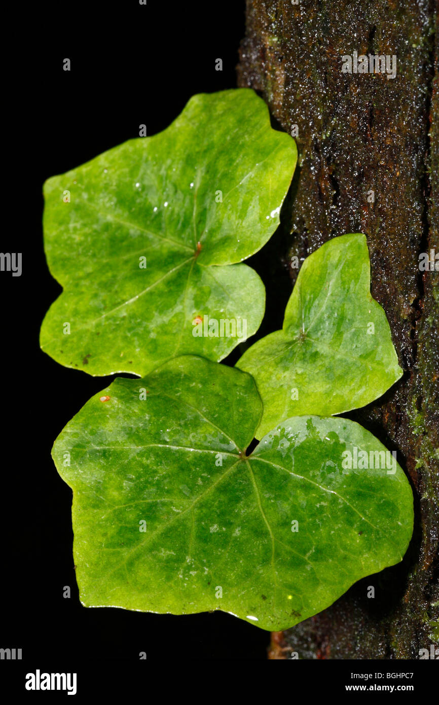 Closeup of Azores endemic hedera Stock Photo