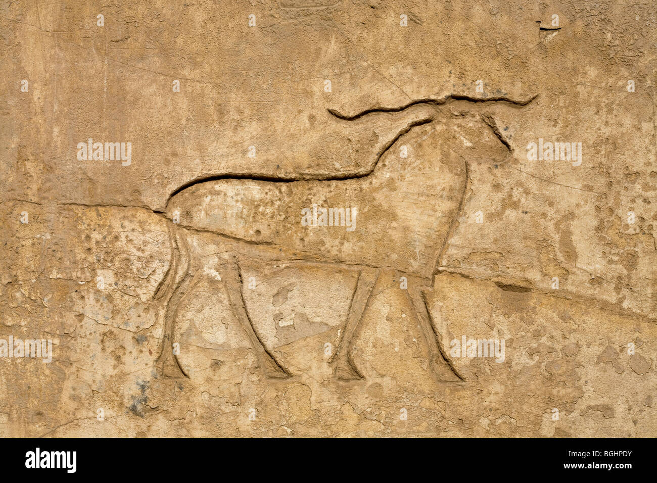 Close up of  carved relief of  hieroglyph of  a Ram on a block in the open-air Museum at Karnak Temple, Luxor Egypt Stock Photo
