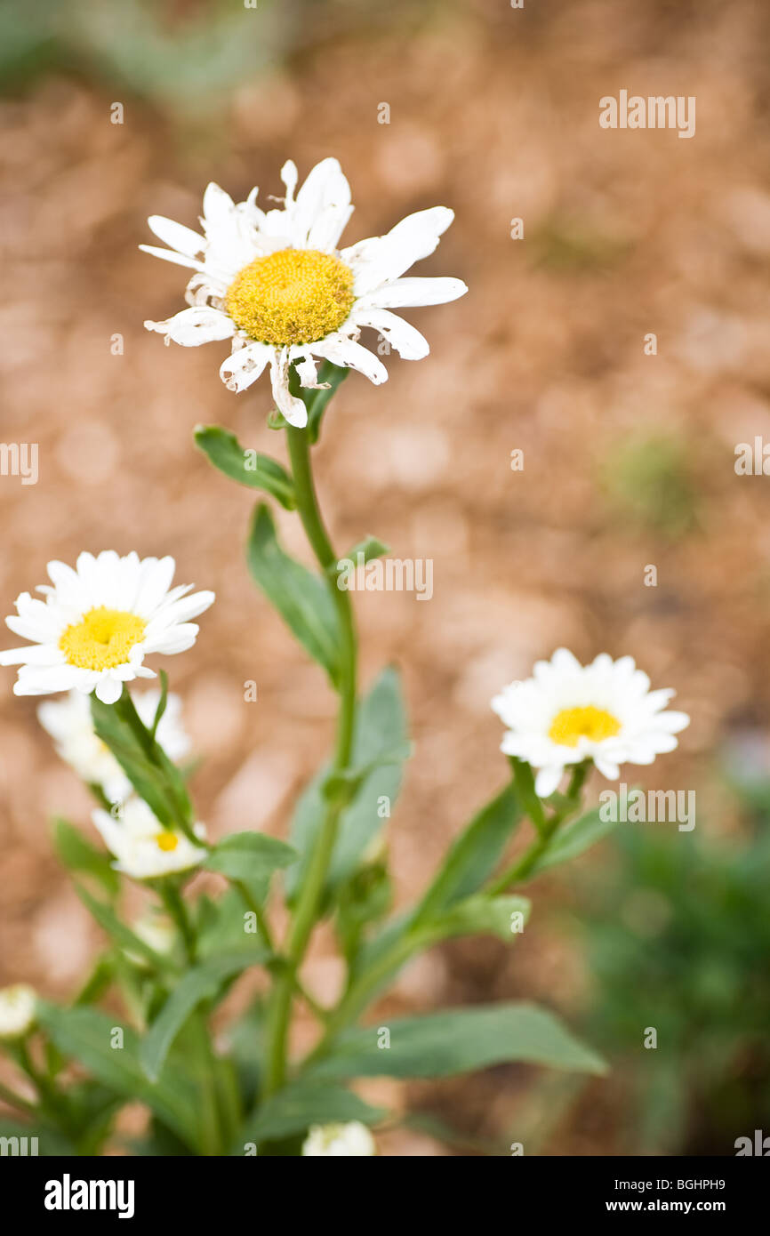 A closeup of 3 wild daisies, with the focus on the middle flower