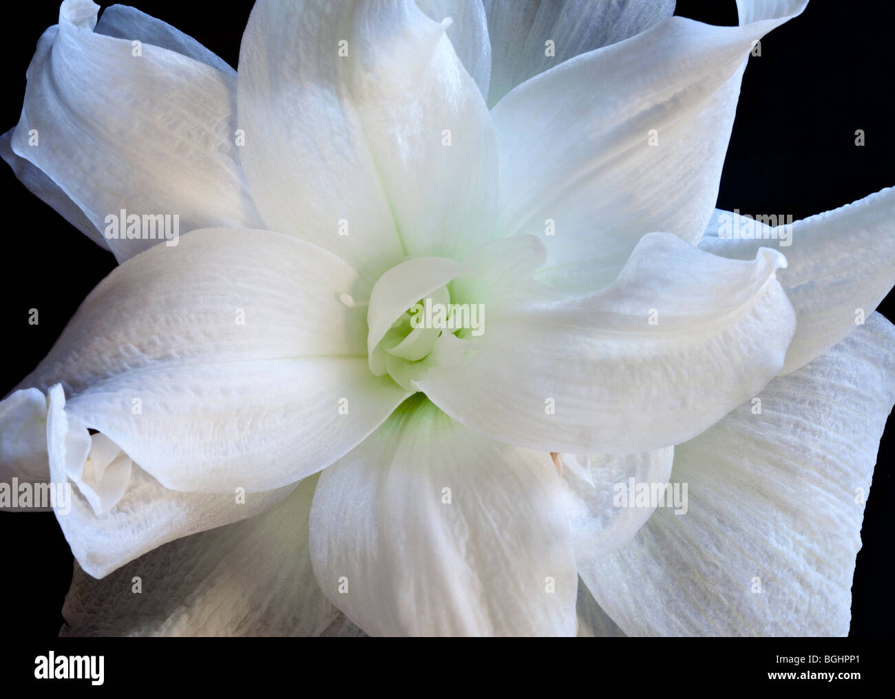 Close-up of double white amaryllis flower on black background Stock Photo