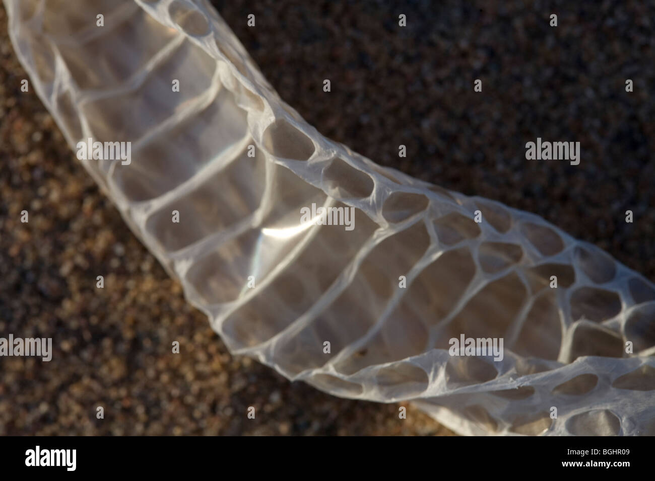 Freshly  shed snake skin found on the sand in Egypt's Eastern Desert. Stock Photo