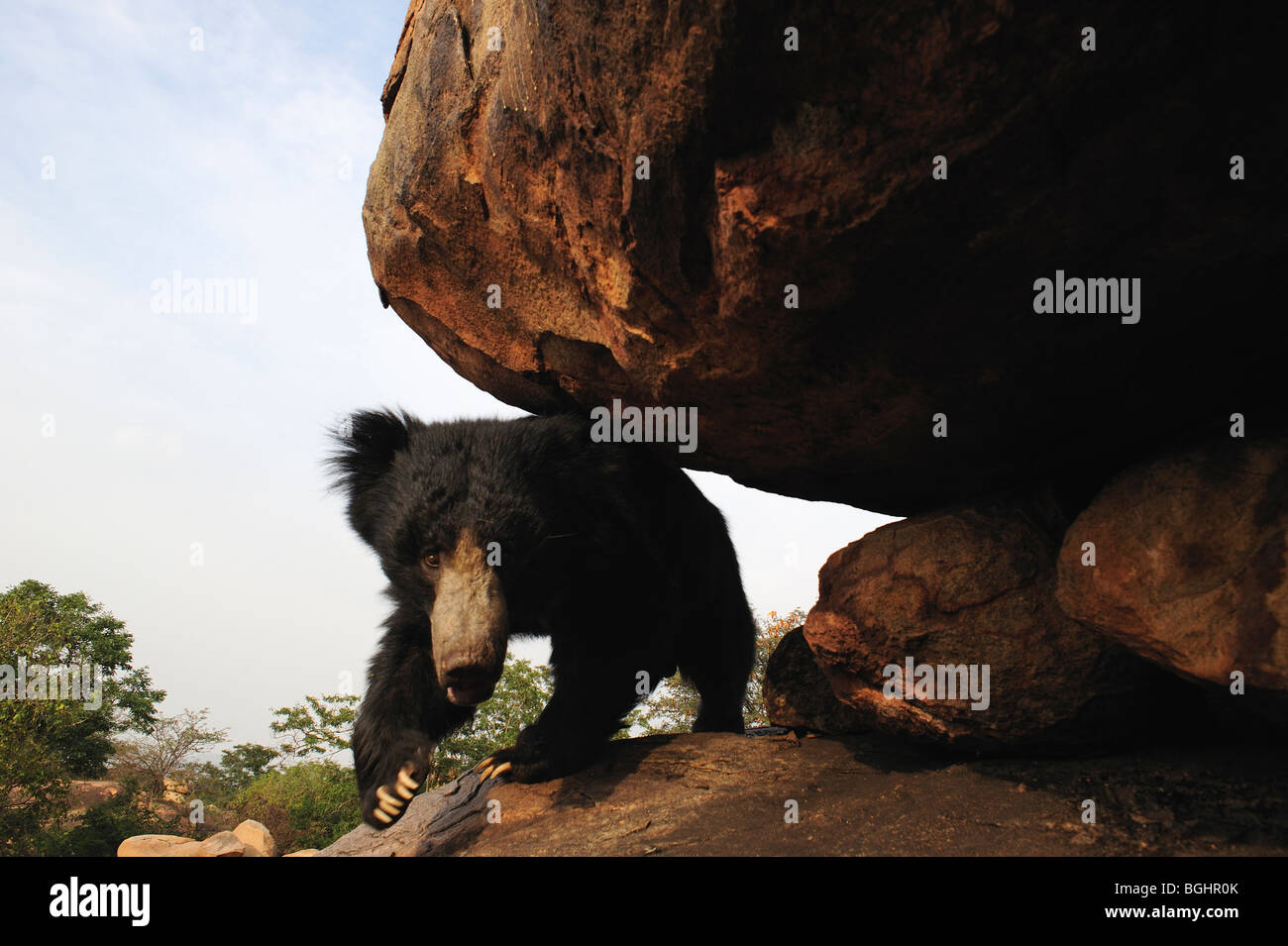 Sloth Bear - If looks could kill Stock Photo