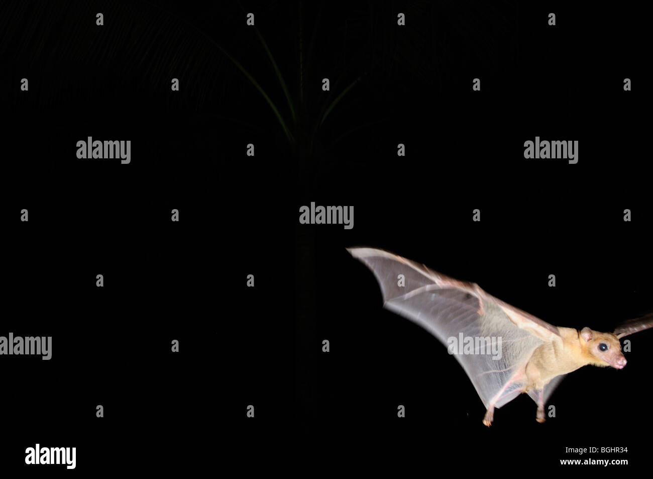 Flying Fruit Bat  at night Stock Photo