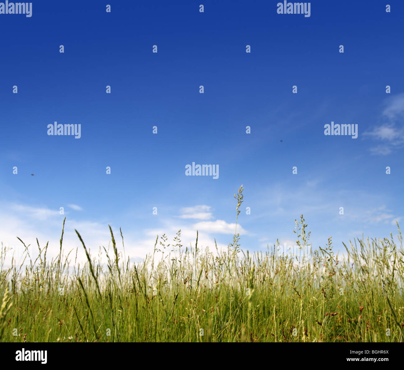 green grass under blue sky beauty background Stock Photo - Alamy