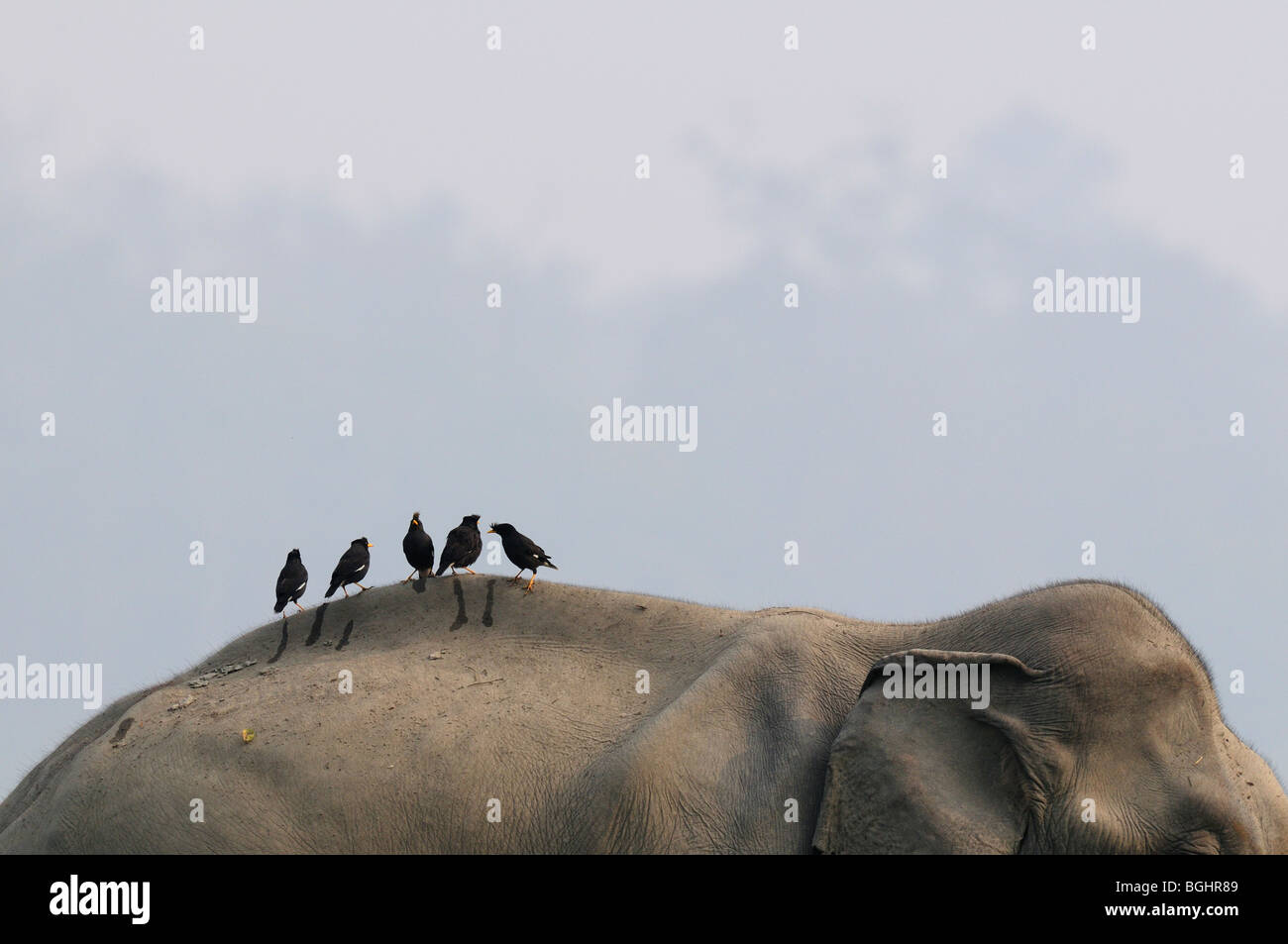 Jungle Myna's on Elephant Stock Photo