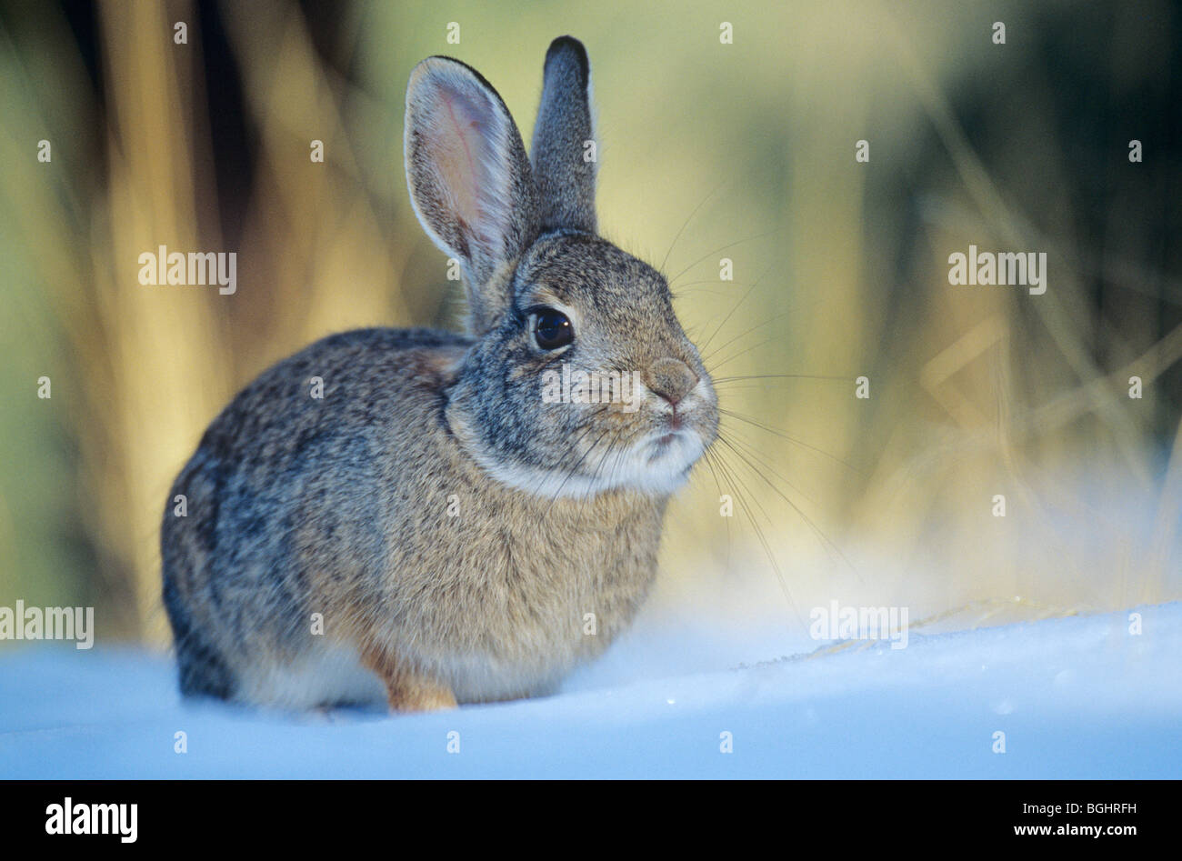 Cottontail Rabbit in the snow, winter near Flagstaff, Arizona, USA