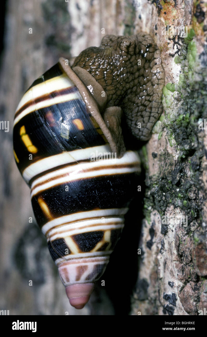 Florida tree snail hires stock photography and images Alamy