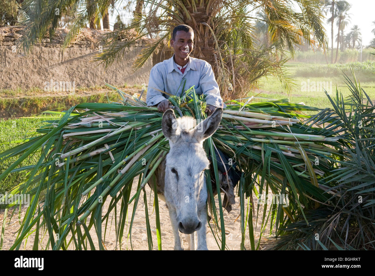 Farmer donkey nile egypt hi-res stock photography and images - Alamy