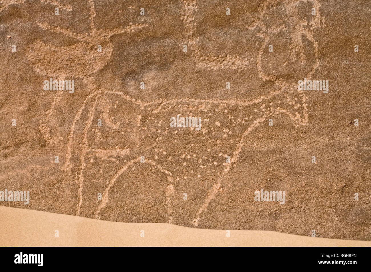 Close up of image of Bull with horns at Winklers famous Rock-Art site 26 in Wadi Abu Wasil in the Eastern Desert of Egypt. Stock Photo