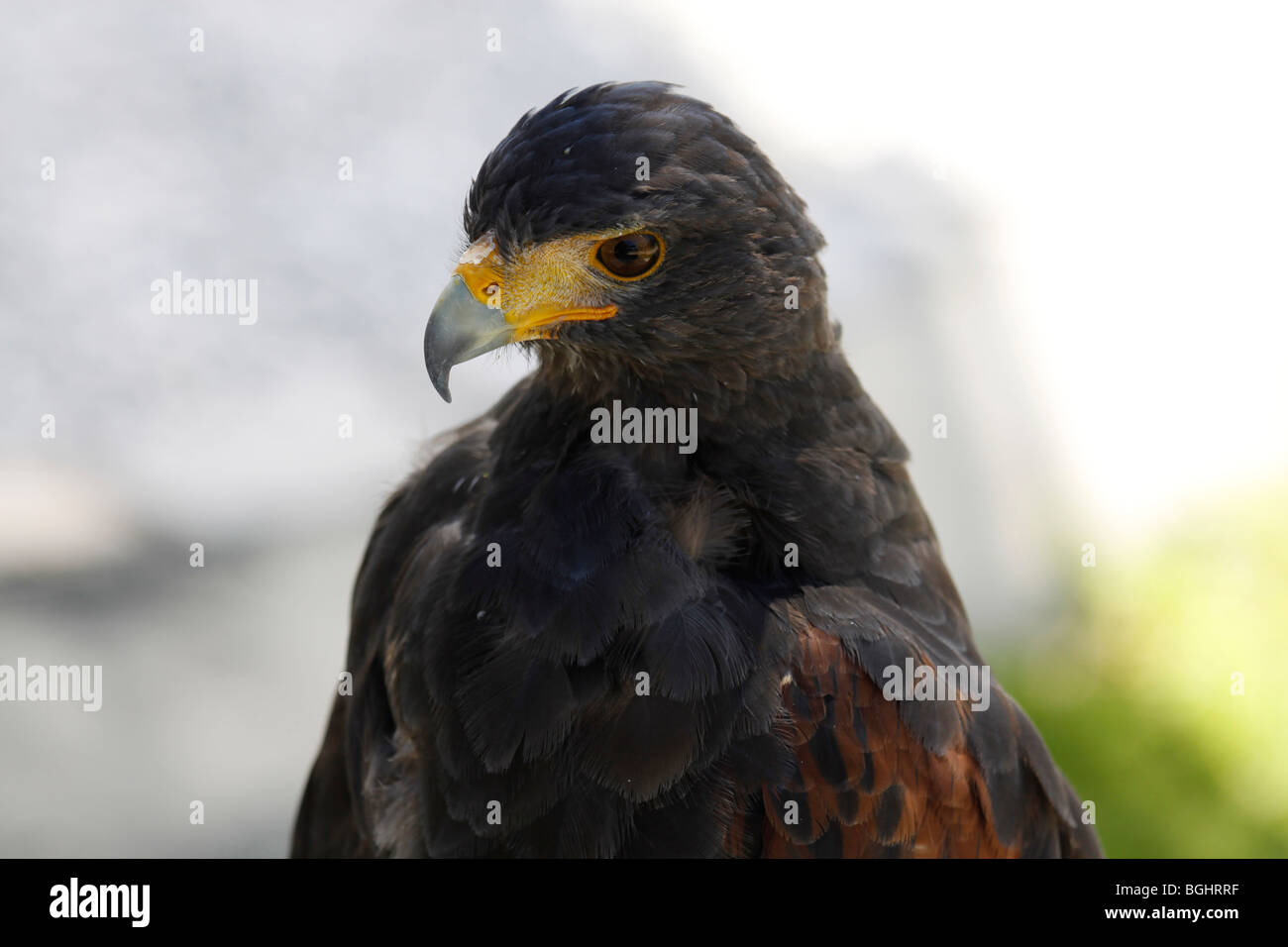 Majestic Wine Stock Photos Majestic Wine Stock Images Alamy