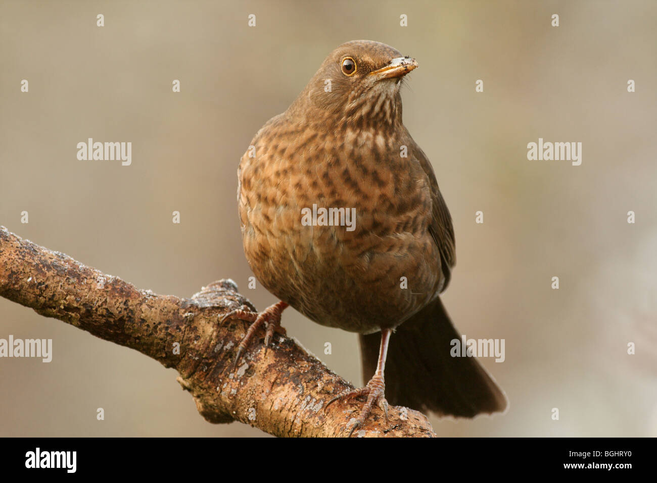 a female european blackbird watches for danger before coming down to feed Stock Photo