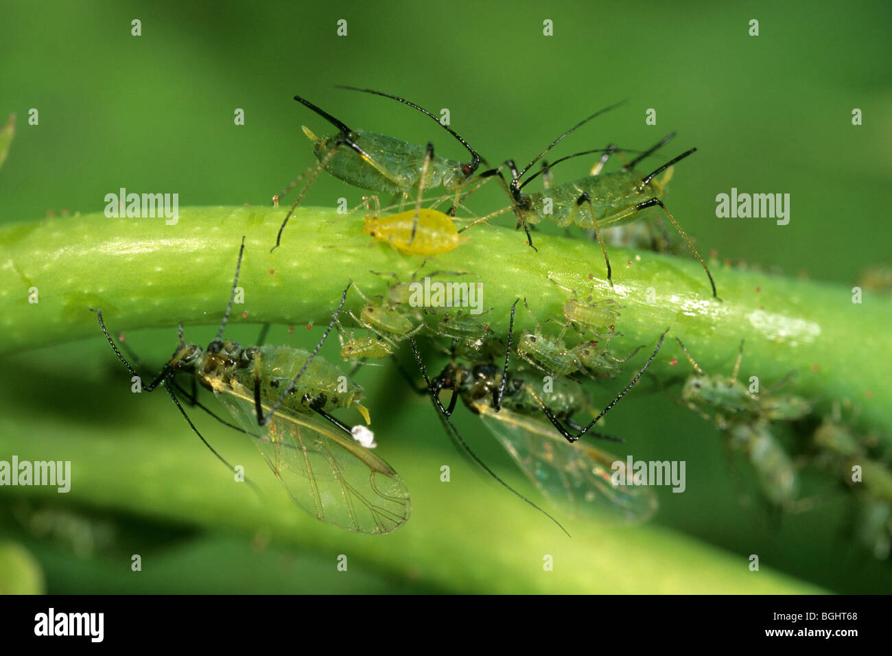 Aphid, Greenfly (Aphidoidea), Adult and young aphids on a rose. Stock Photo