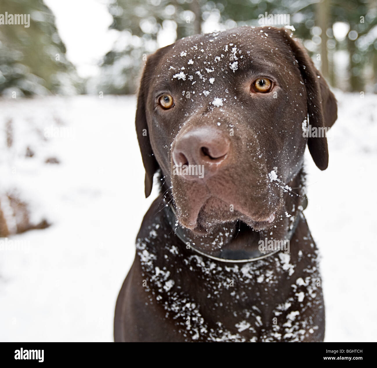 Shot of a Cute Chocolate Labrador in the Snowy Countryside Stock Photo