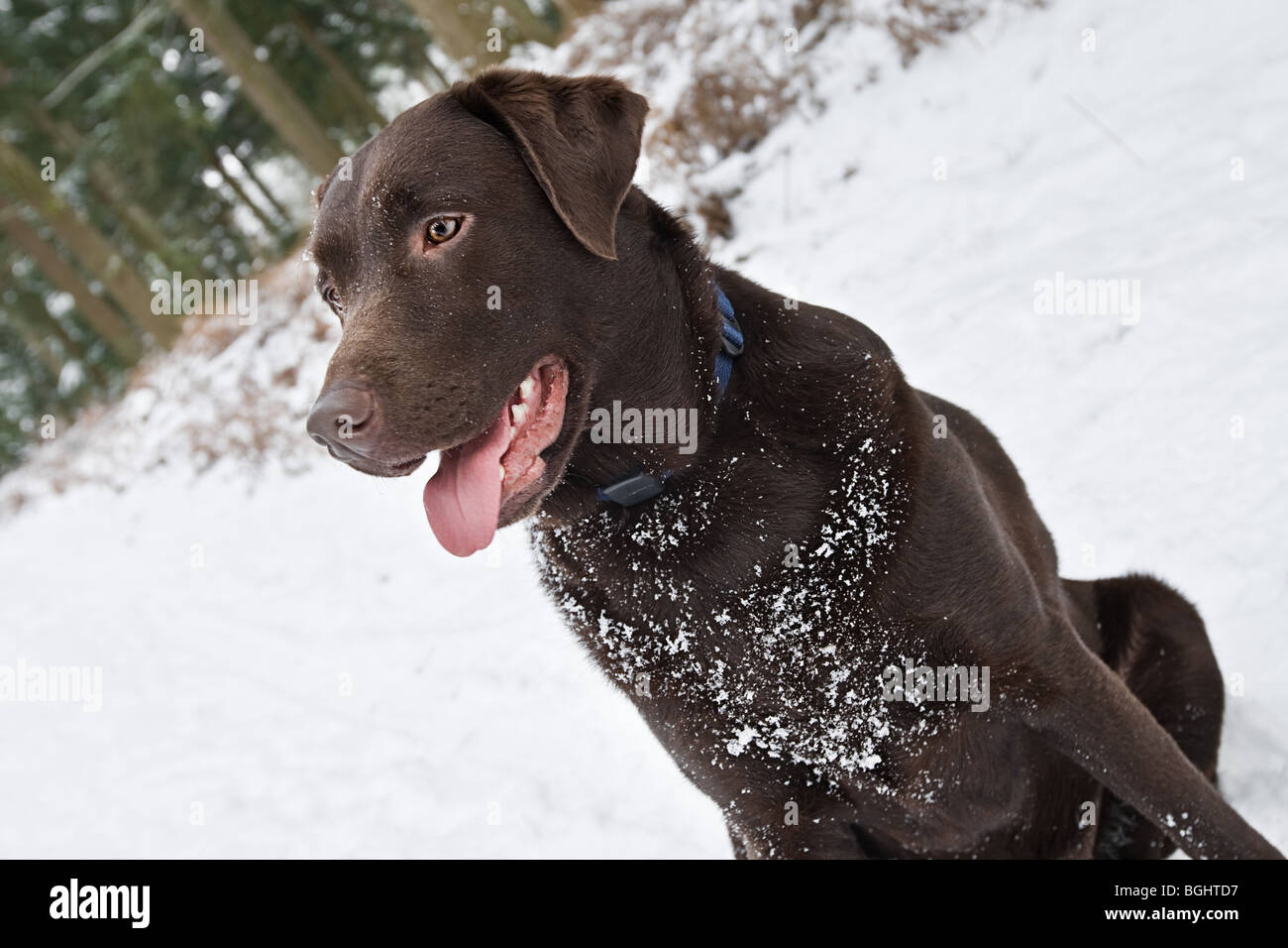 Shot of a Happy Labrador in the Snow Stock Photo