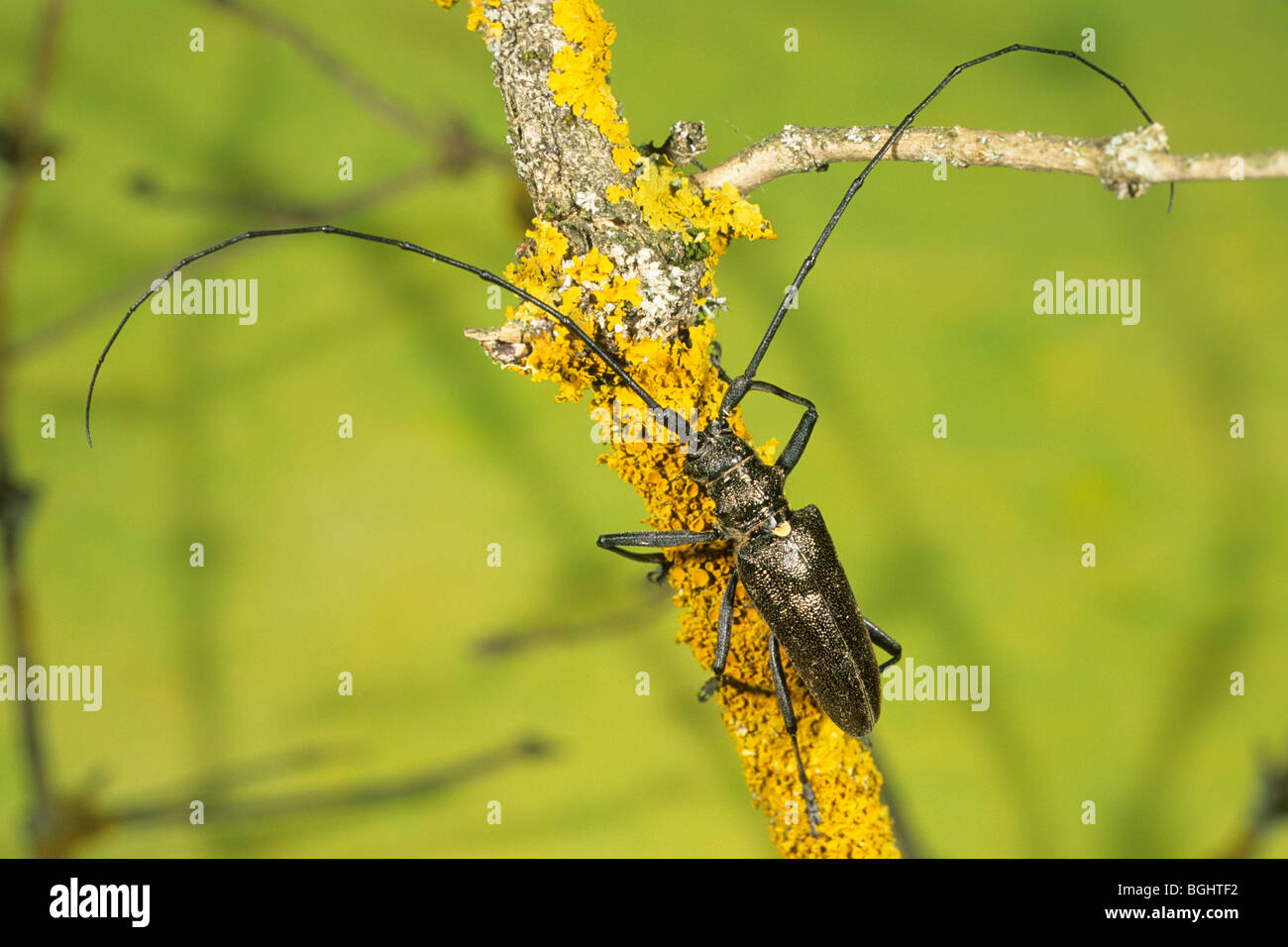Longhorn Beetle (Monochamus sartor), male on lichen-covered branch. Stock Photo