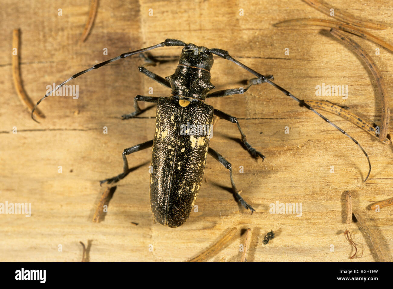 Longhorn Beetle (Monochamus sartor), female on wood. Stock Photo