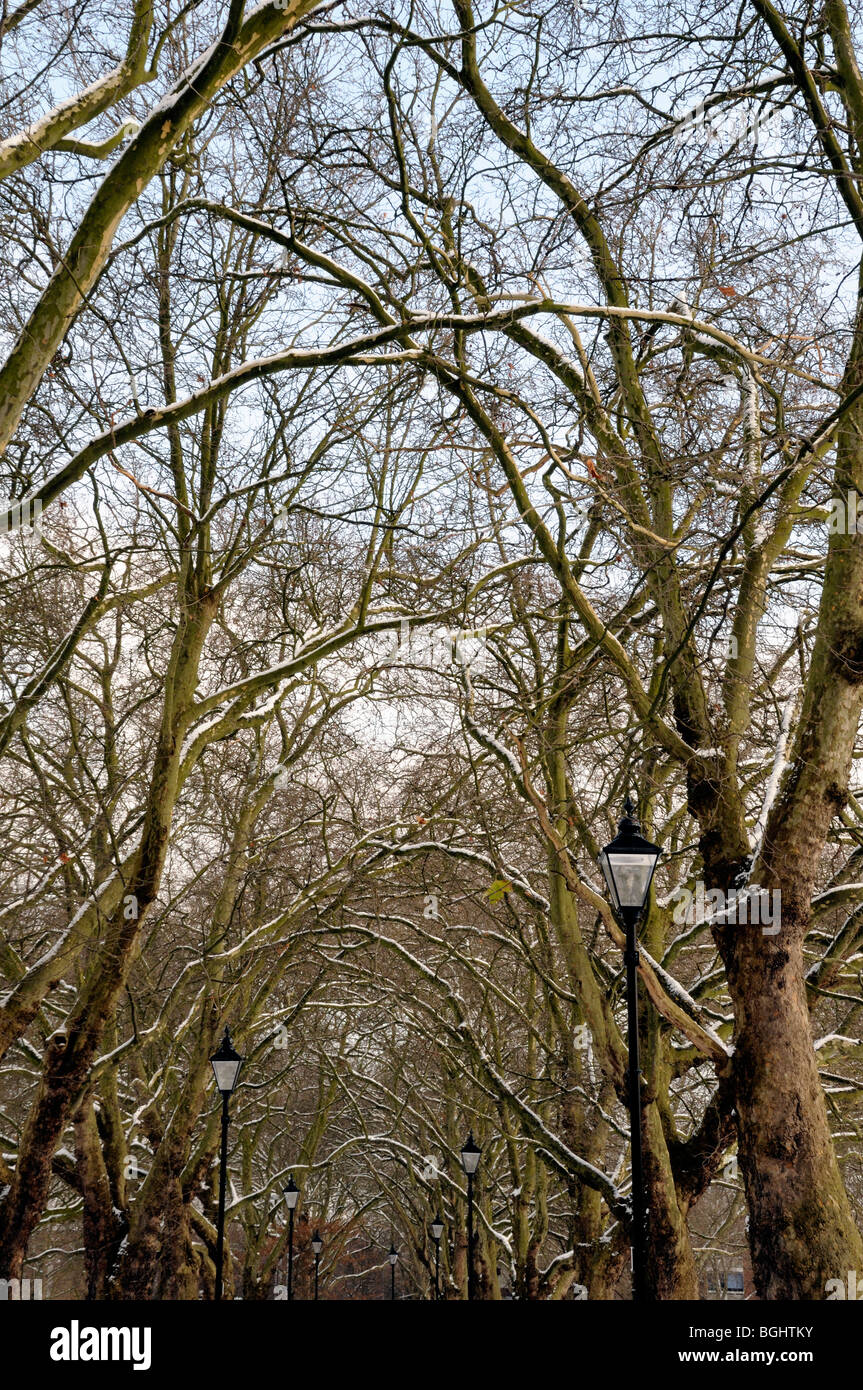 Snow coverd branches of an avenue of London Plane Trees Platanus x hispanica with ornate lampposts Highbury Fields North London Stock Photo