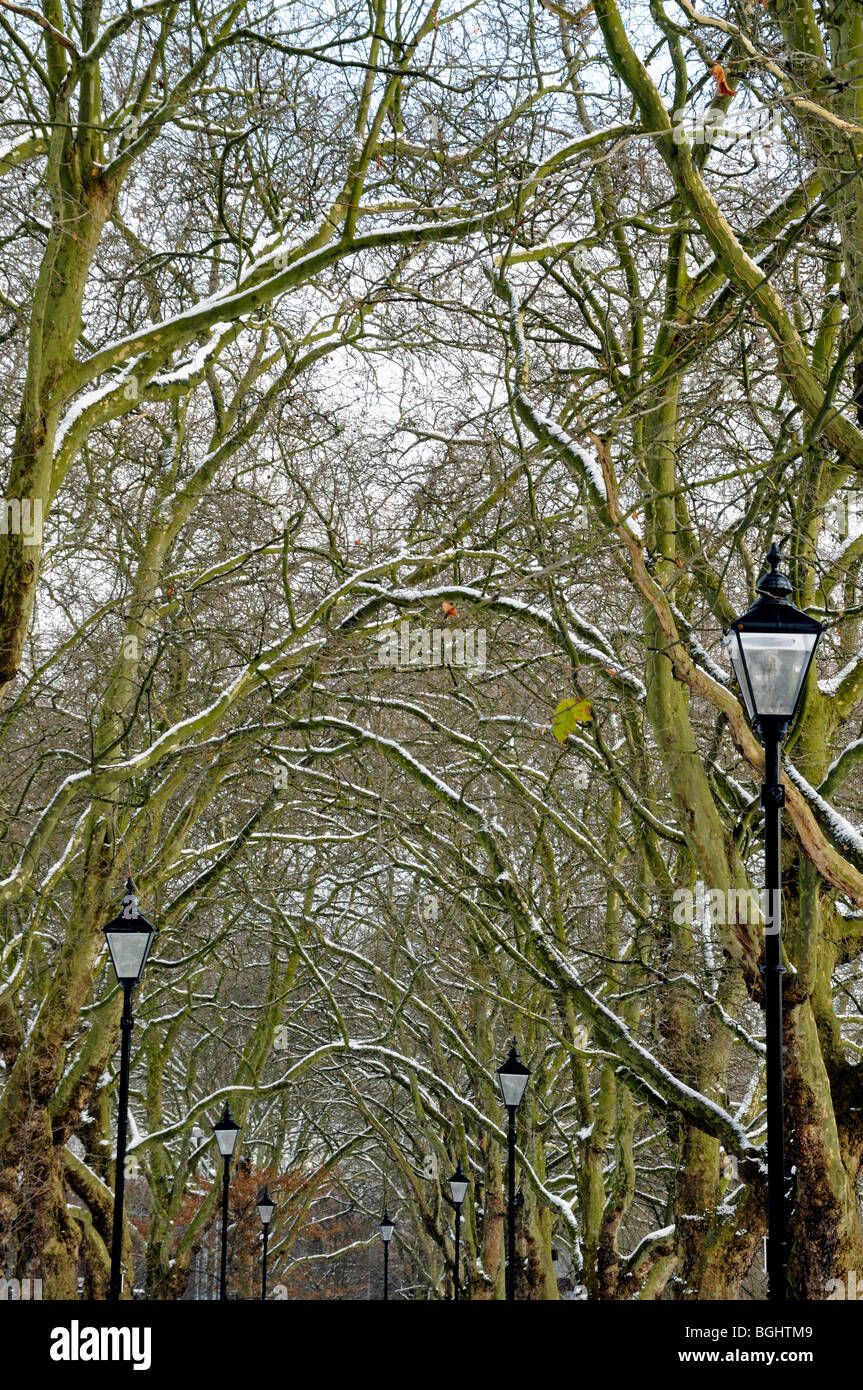 Snow coverd branches of an avenue of London Plane Trees Platanus x hispanica with ornate lampposts Highbury Fields North London Stock Photo