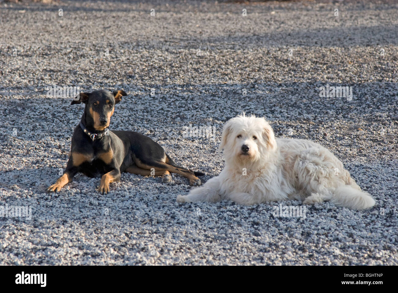 two dogs in sun Stock Photo Alamy