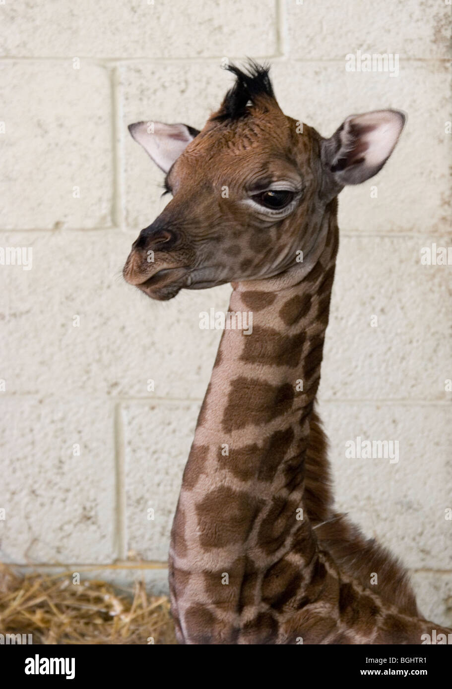 Cute baby giraffe hires stock photography and images Alamy