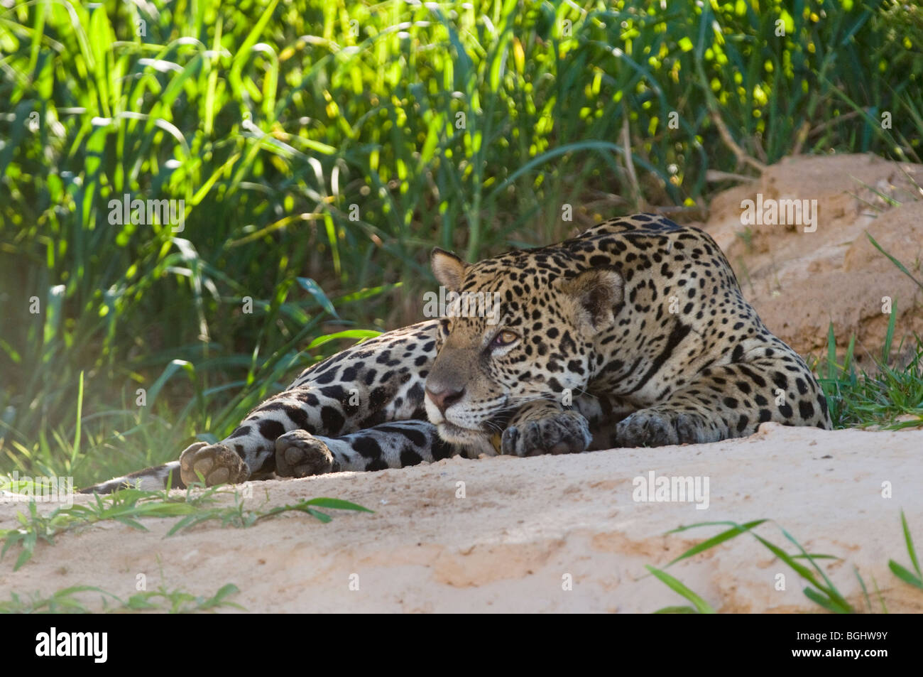 Jaguar Panthera onca Stock Photo