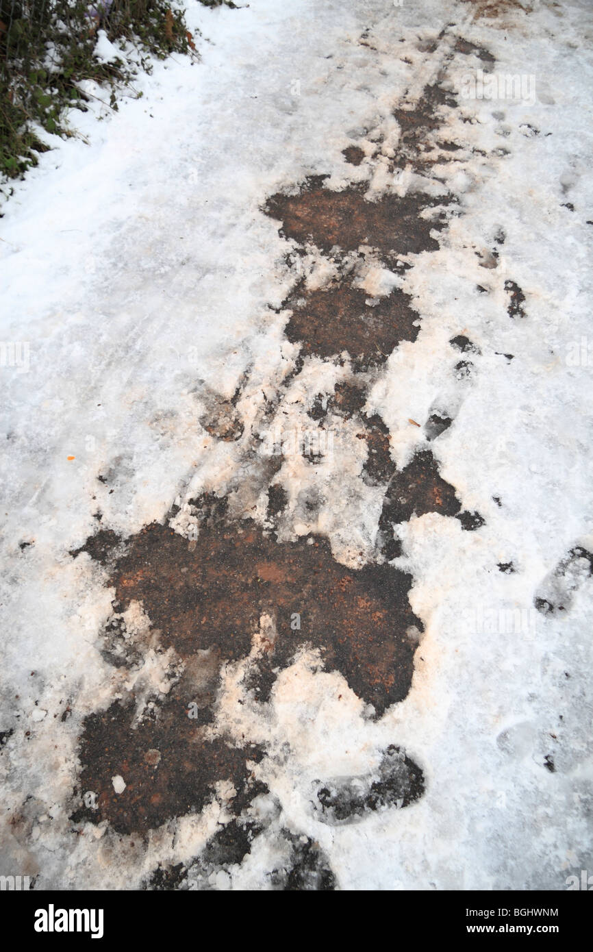 A partially gritted cleared footpath outside a school in Hounslow, Middx, UK during the January 2010 cold spell. Stock Photo