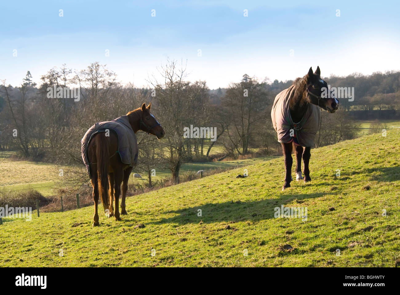 Two horses wearing coats standing on a hillside on a fine English winter's day Stock Photo