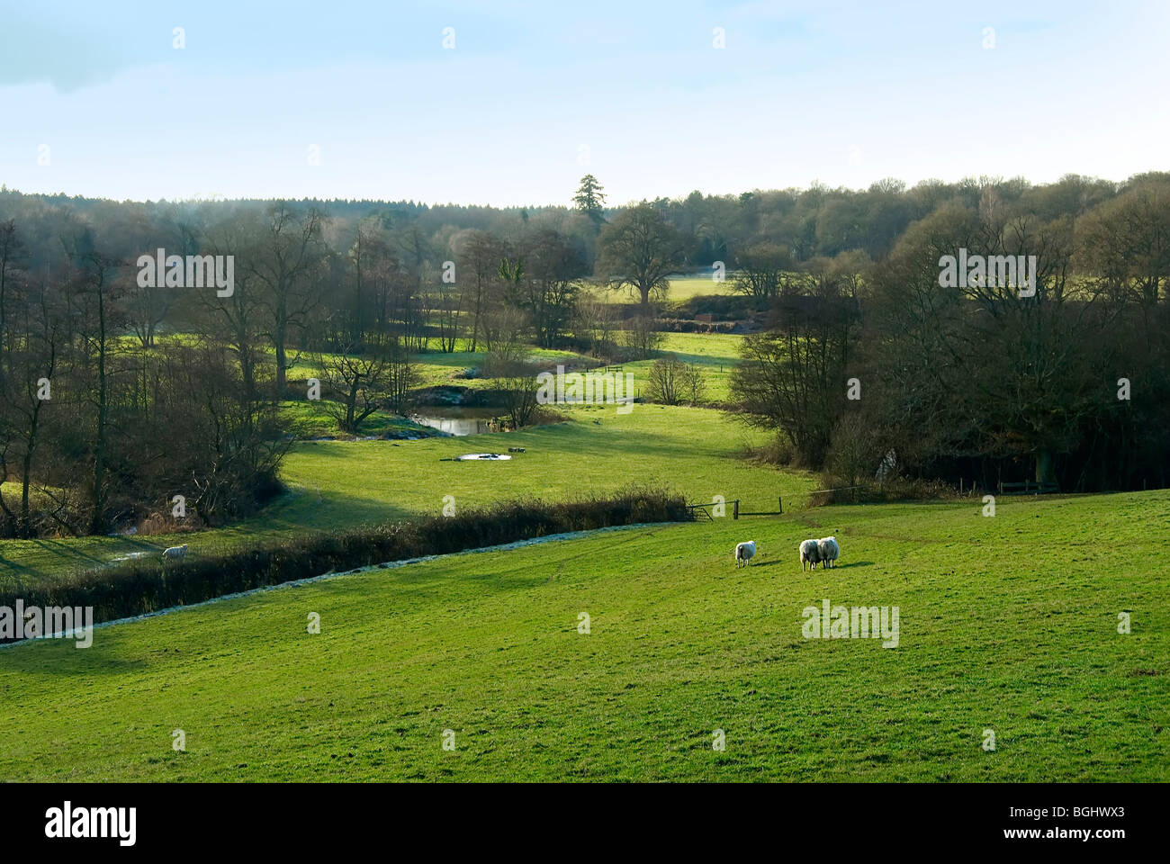 Scenic English farmland with sheep grazing and the River Wey meandering through Wishanger with ancient woodland and trees Stock Photo