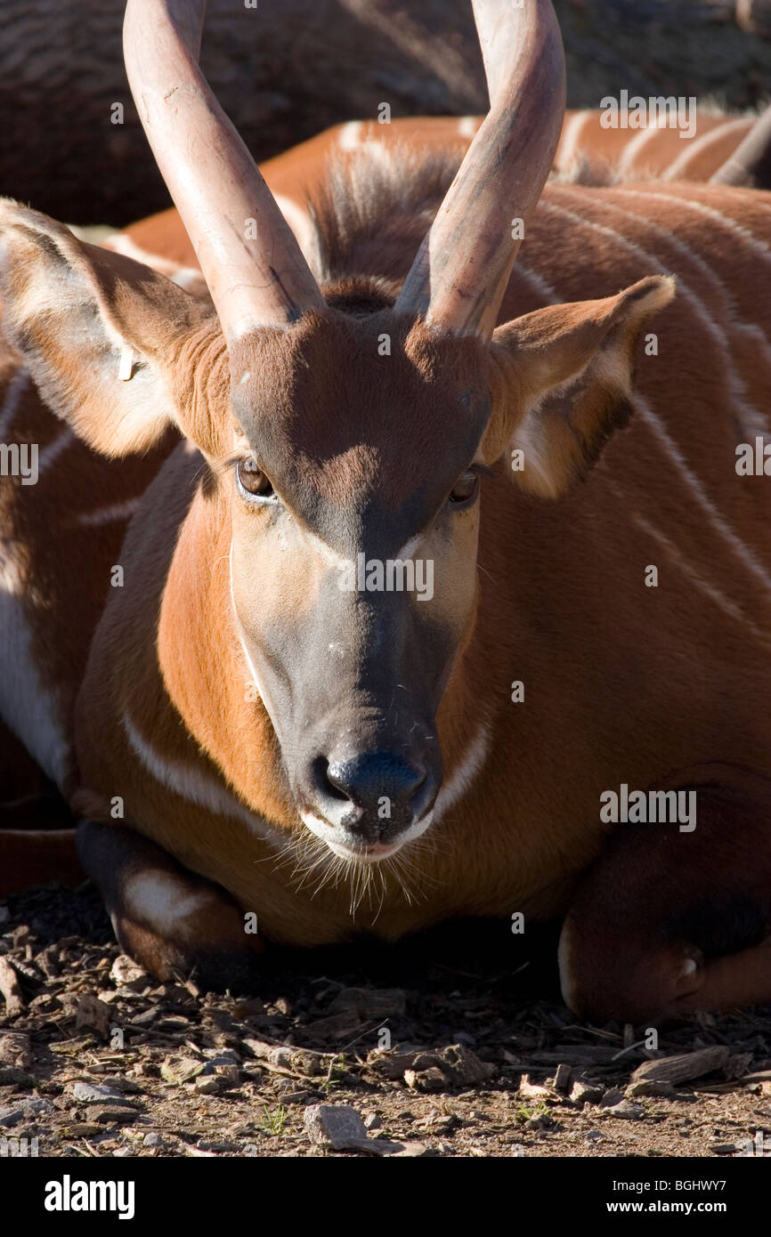 Bongo, African Forest Antelope Stock Photo Alamy