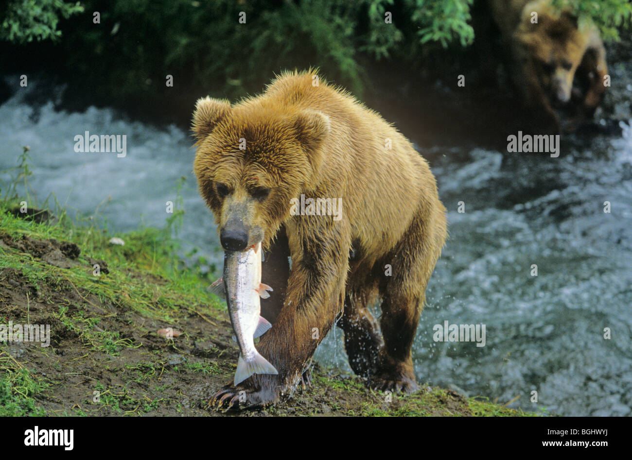 Brown bear with salmon it caught at Brooks Falls on Brooks River, Katmai National Park, Alaska, USA Stock Photo
