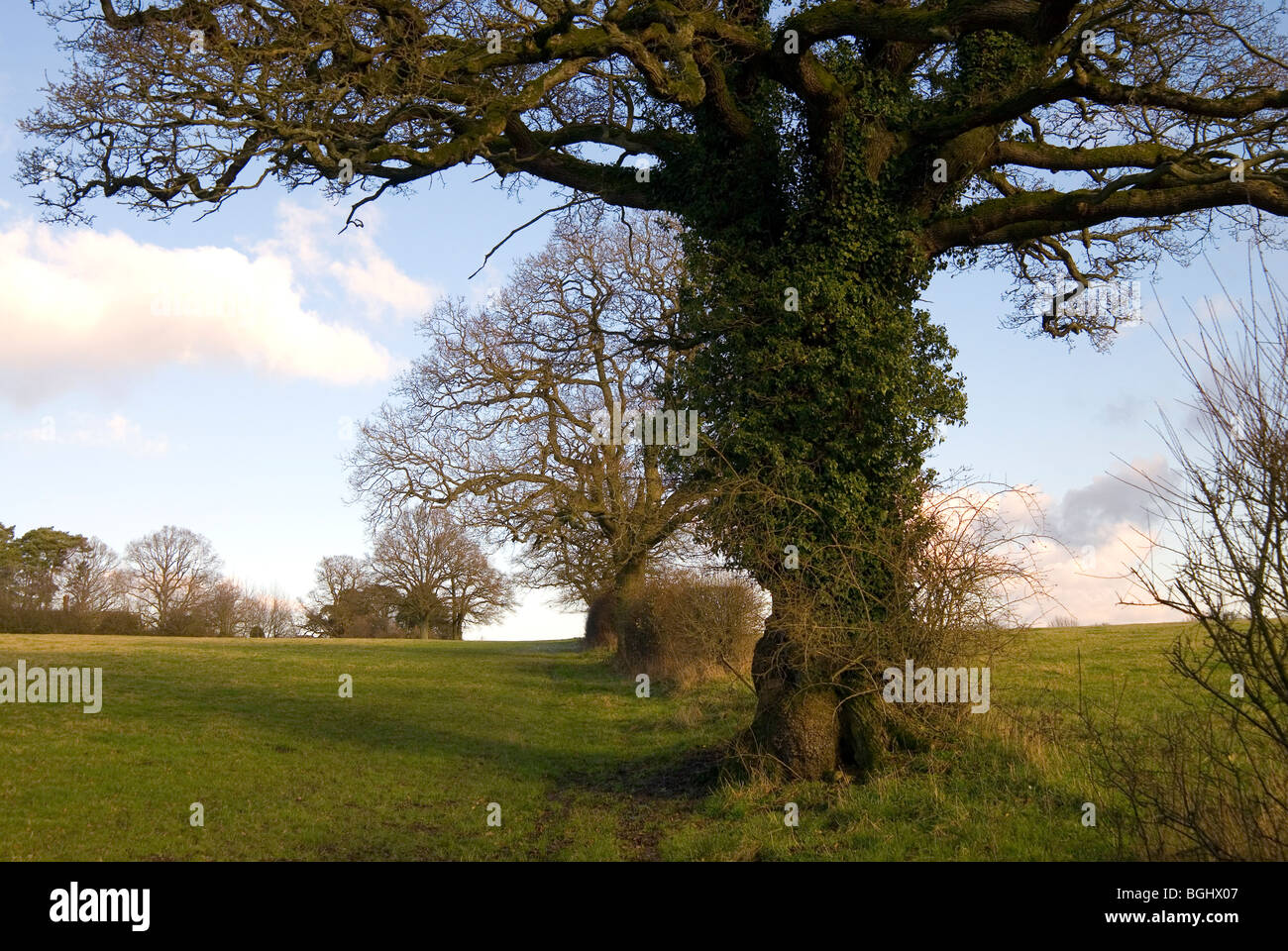 Beautiful old Oak tree covered in ivy set within a hedgerow Stock Photo