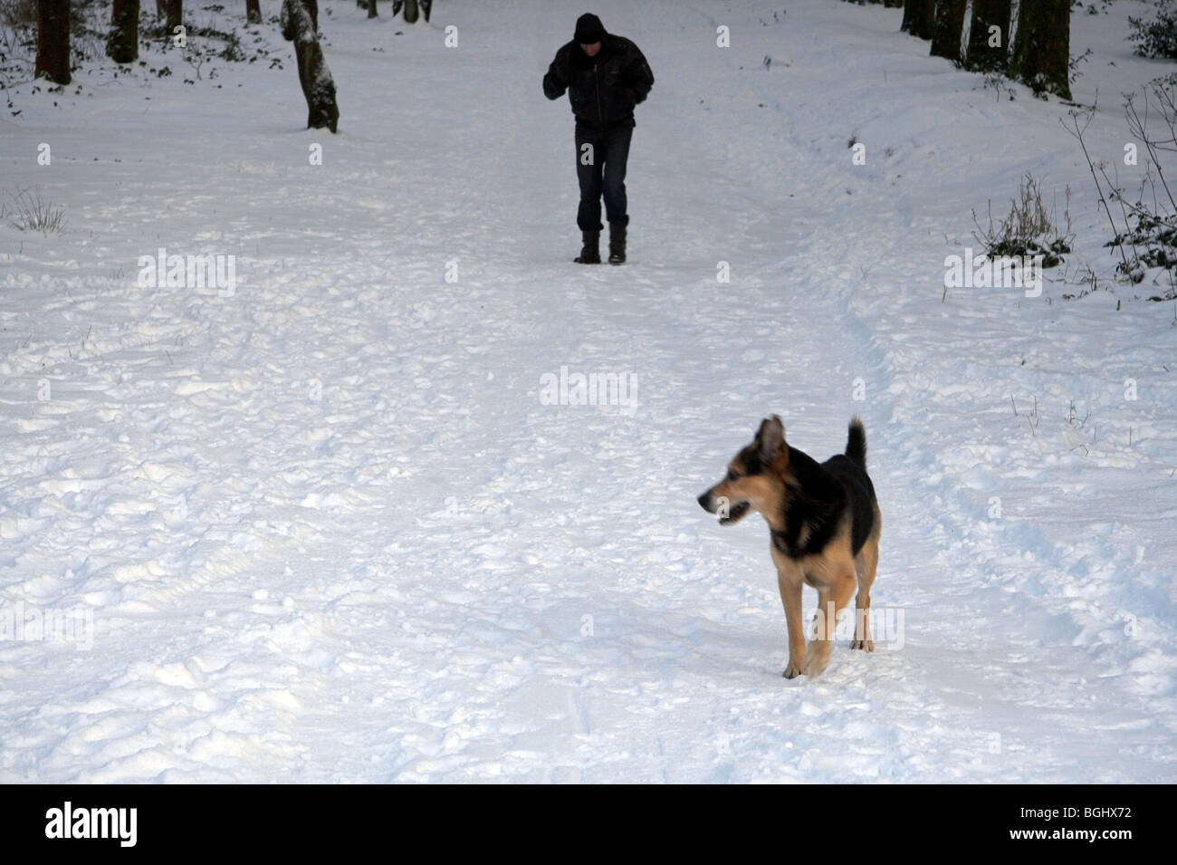 Man walking a dog in the snow, Lever Park, Rivington, Horwich, Greater ...