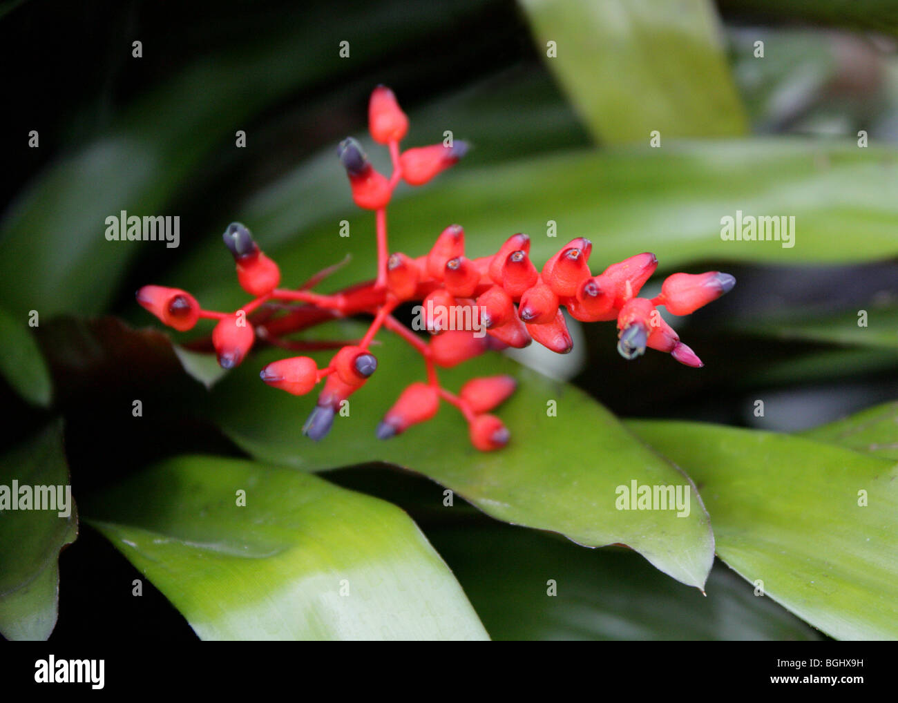 Aechmea fulgens var discolor, Bromeliaceae, Brazil, French Guiana, South America Stock Photo